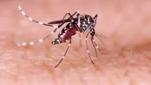 Alerta por aumento del 500% en casos de dengue en México 14 Alerta por aumento del 500% en casos de dengue en México