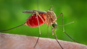 Colombia mantiene vigilancia activa del virus oropouche 14 colombia vigilancia activa oropouche