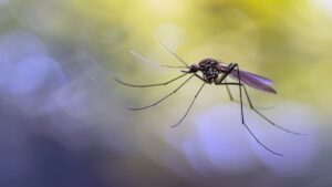 Minsalud intensifica llamado a prevenir el dengue en Colombia ante el fenómeno del Niño y La Niña 7 La OPS intensifica su lucha contra el dengue en Centroamérica
