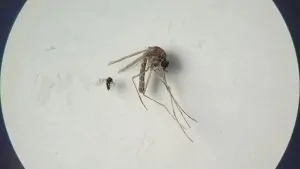 OPS alerta sobre el aumento de casos de la fiebre de Oropouche en las Américas 23 OPS alerta sobre el aumento de casos de la fiebre de Oropouche en las Américas