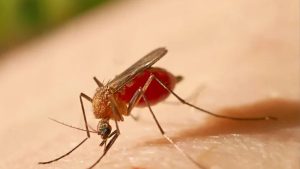 Minsalud activa cerco epidemiológico en Tolima ante brote de fiebre amarilla 5 Alerta por fiebre amarilla en Colombia Minsalud emite nuevas directrices para dar respuesta ante el aumento de casos