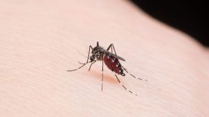 Brote de malaria en Colombia: aumentaron un 81% los casos 19 Brote de malaria en Colombia aumentaron un 81% los casos