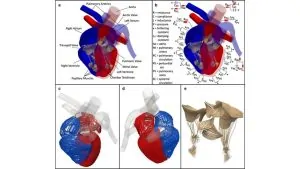 Crean el simulador del corazón humano más avanzado hasta ahora 2 Crean el simulador del corazón humano más avanzado hasta ahora